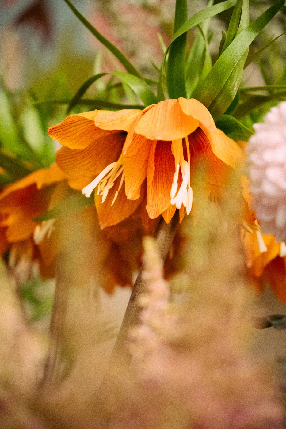 Fritillaire orange