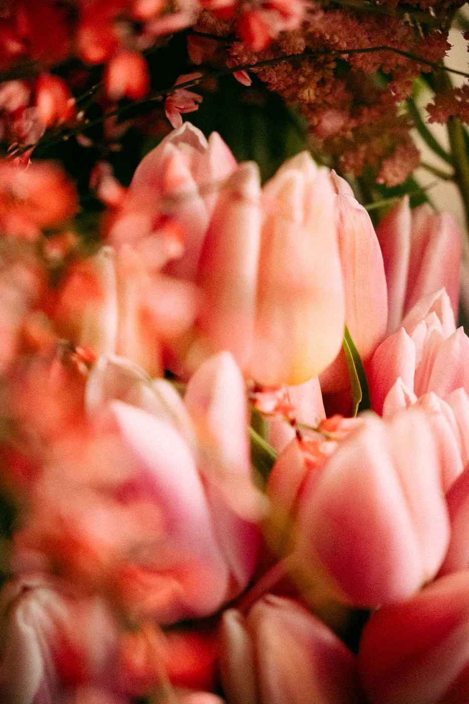 Tulipes roses en gros plan